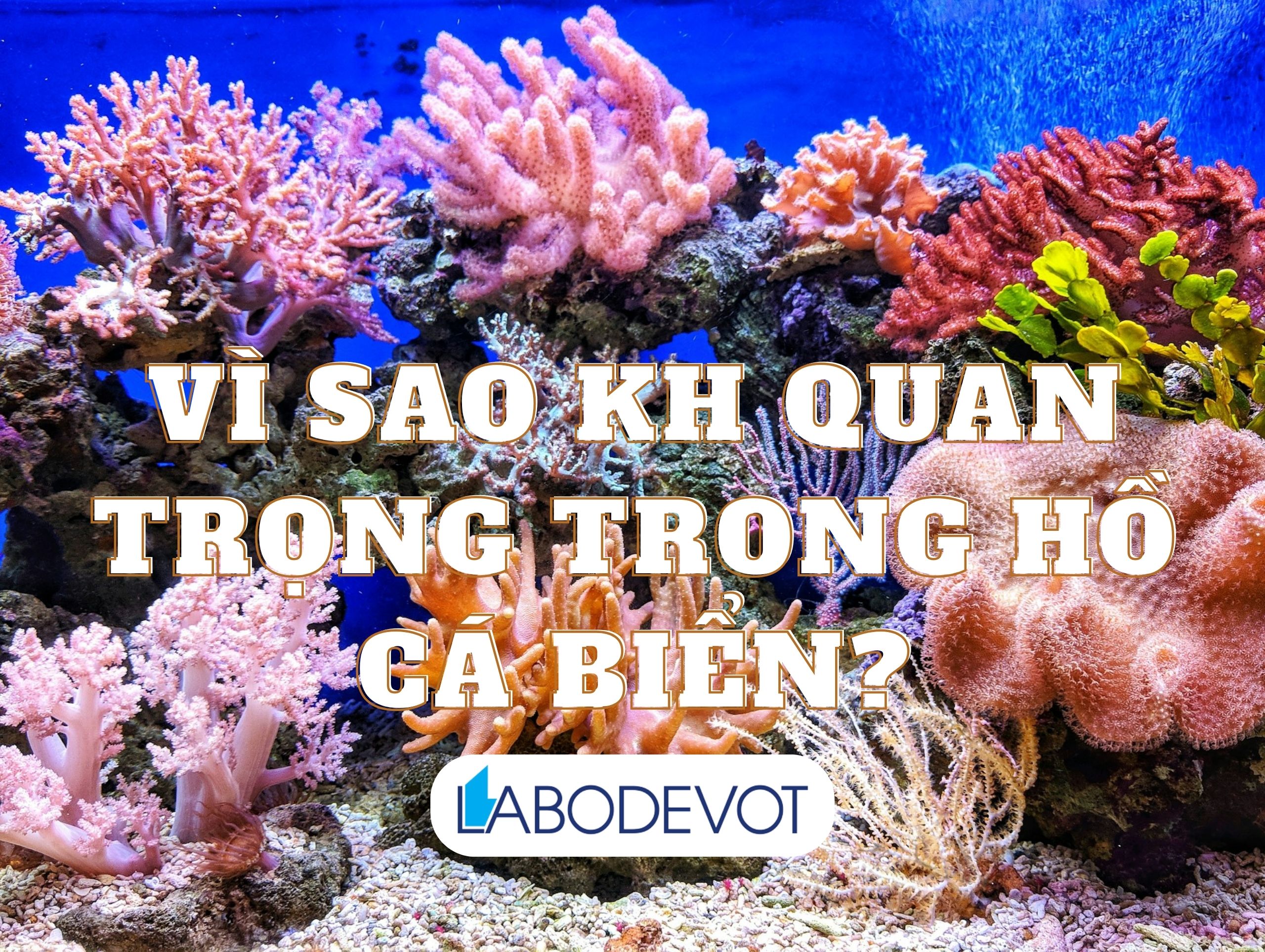 Vì sao KH quan trọng trong hồ cá biển?