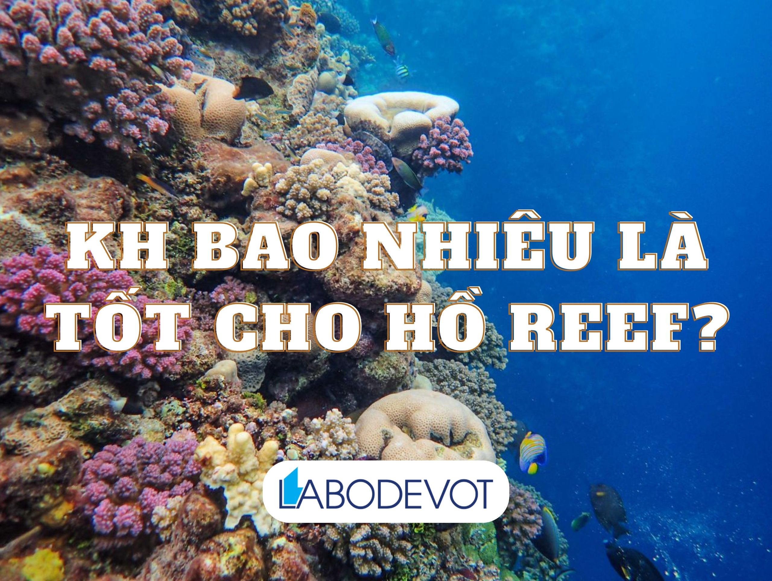 KH bao nhiêu là tốt cho hồ reef?