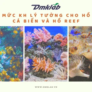 Mức Kh Lý Tưởng Cho Hồ Cá Biển Và Hồ Reef