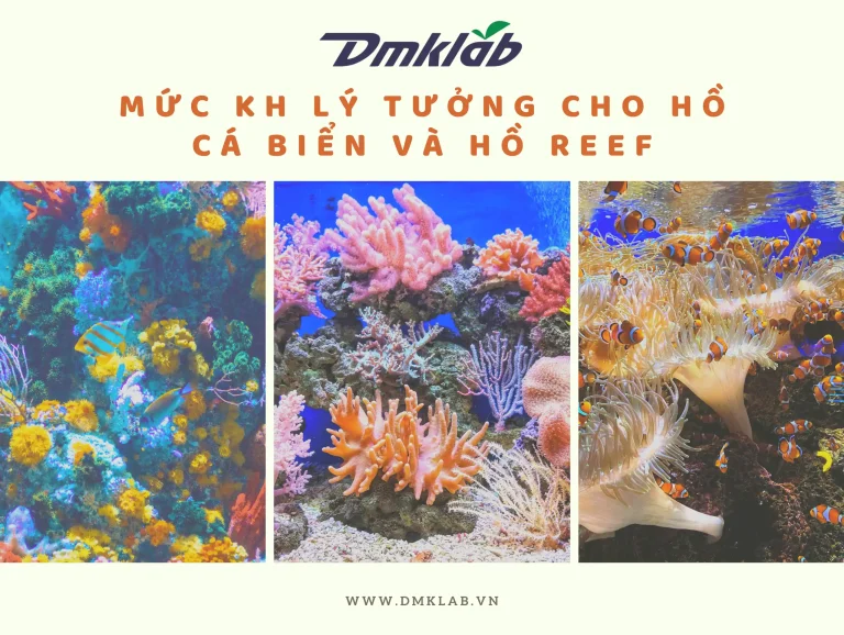 KH trong hồ cá biển là gì? Mức KH lý tưởng cho hồ reef
