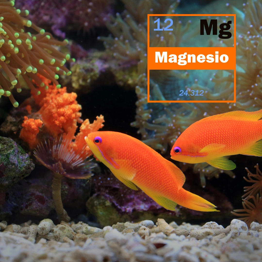 Magie ảnh hưởng thế nào đến hồ reef