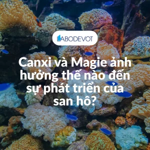 Canxi và Magie ảnh hưởng thế nào đến sự phát triển của san hô?